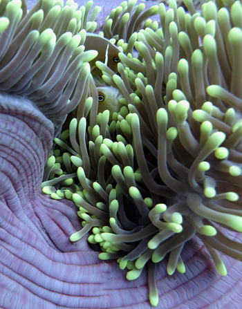 anemone small