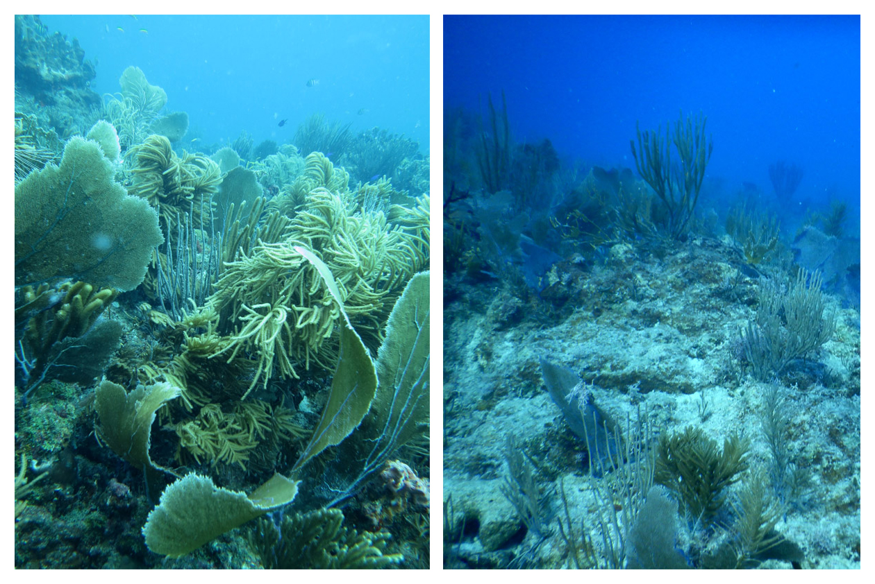 2st john reef before after