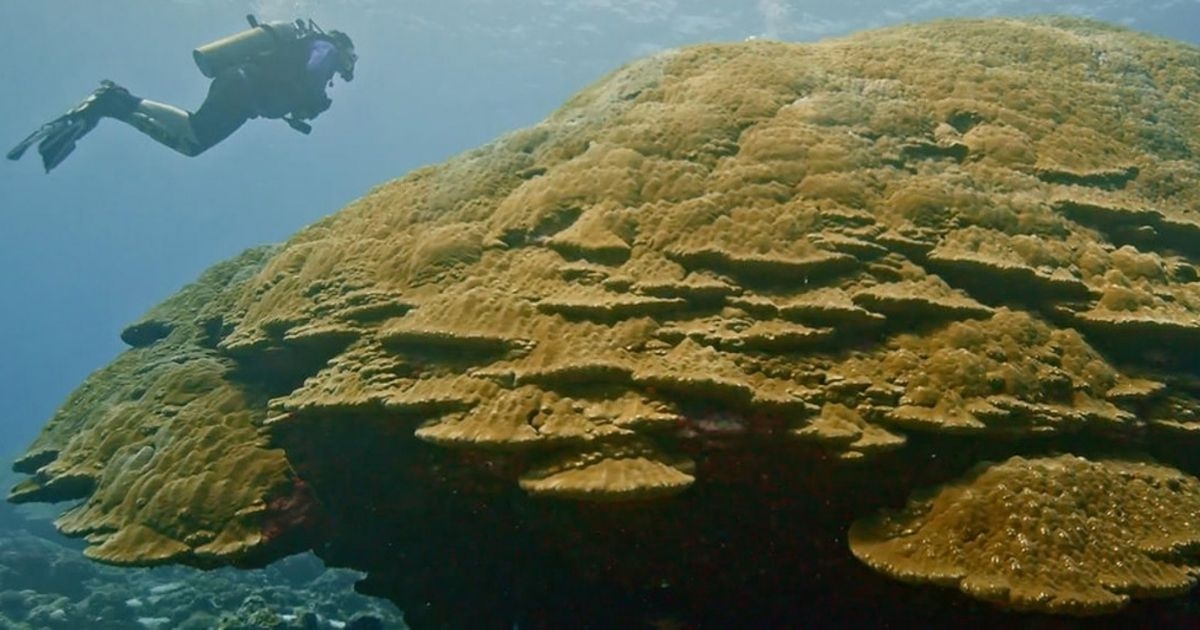 New Record-Sized Coral Colony Found in American Samoa