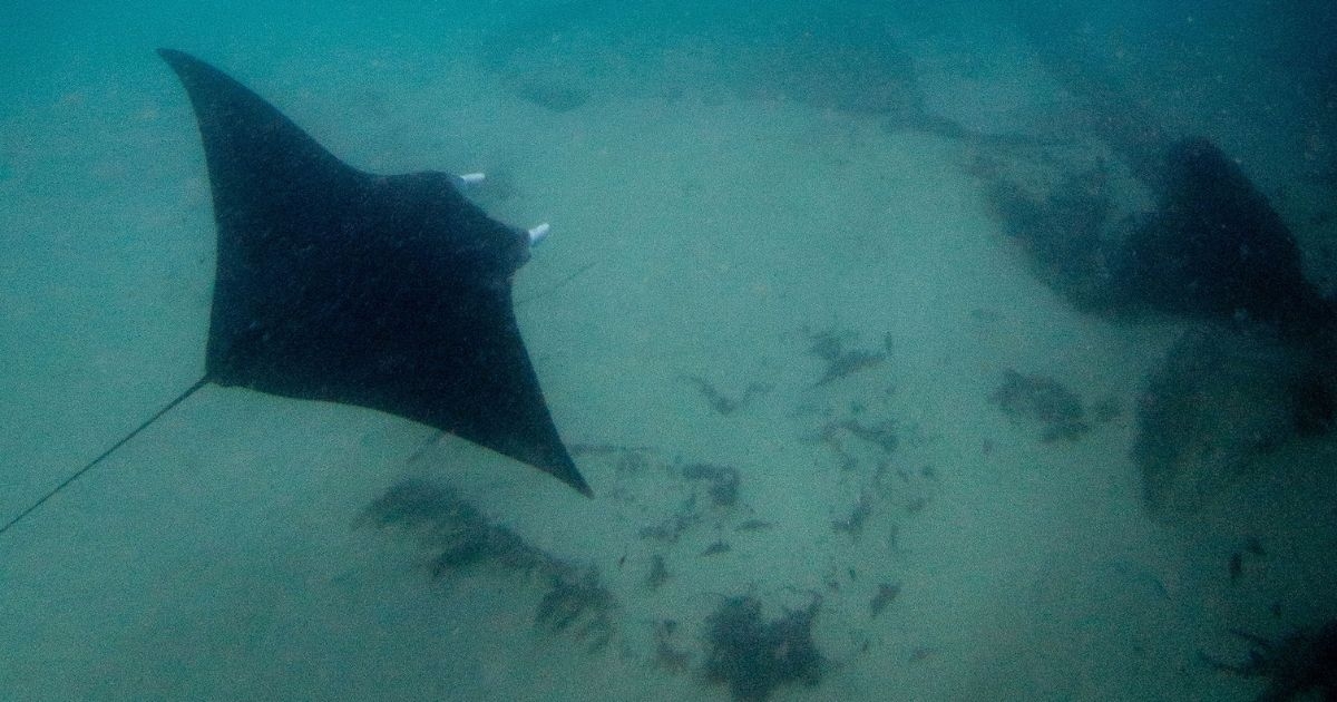 Uncovering the Secrets of Manta Ray Behavior with a New Mini ADCP