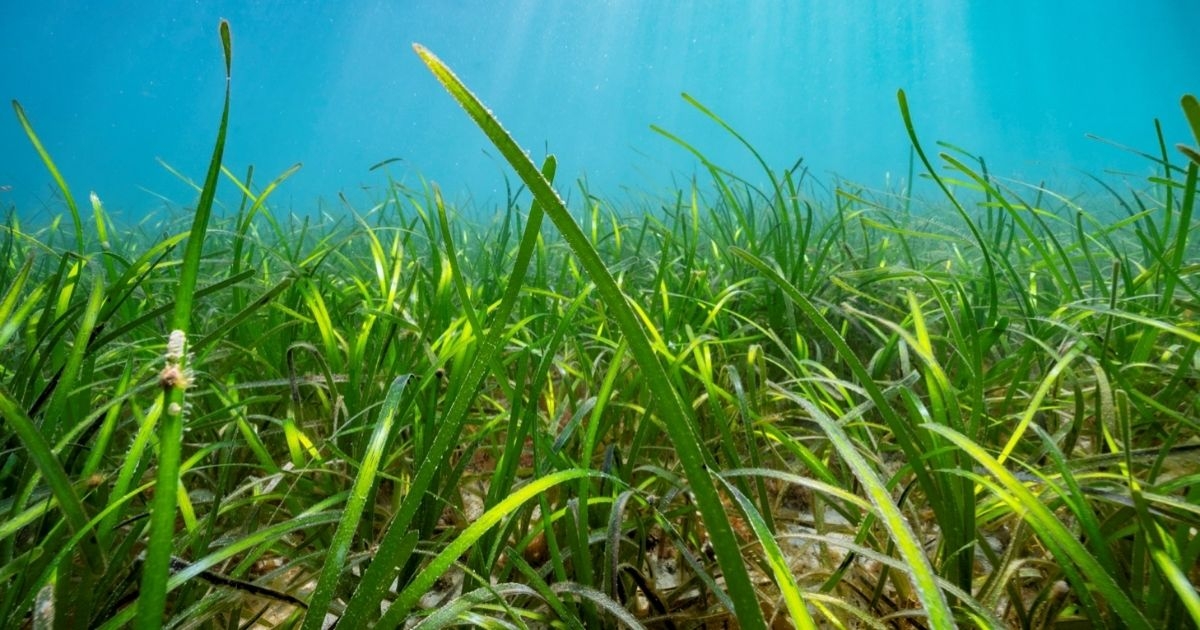 Scientists Aim to Reverse the Trend of Seagrass Degradation