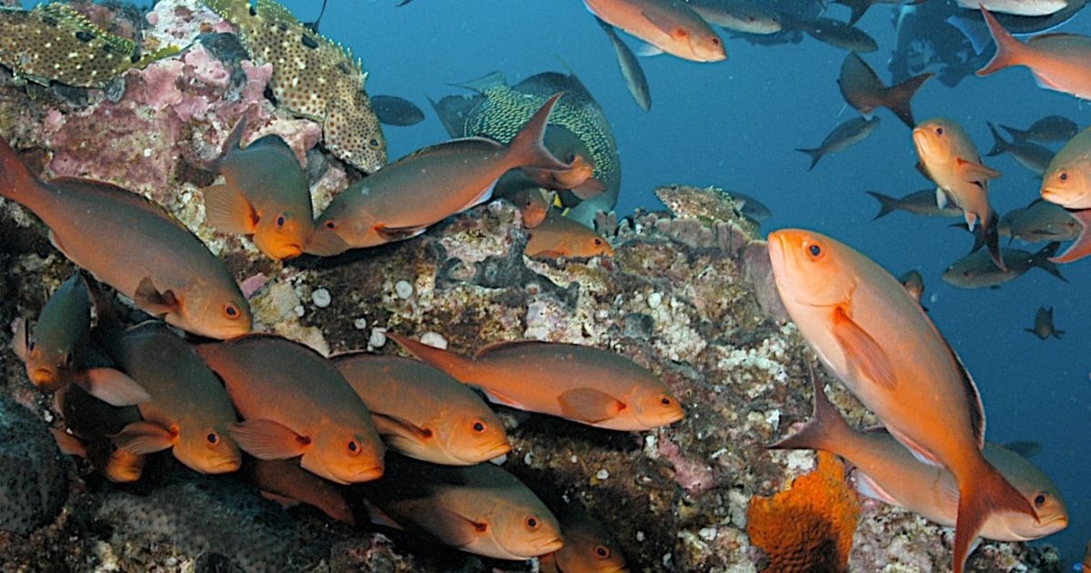 NCCOS Awards $1.7M to Support Habitat Connectivity Research in National Marine Sanctuaries