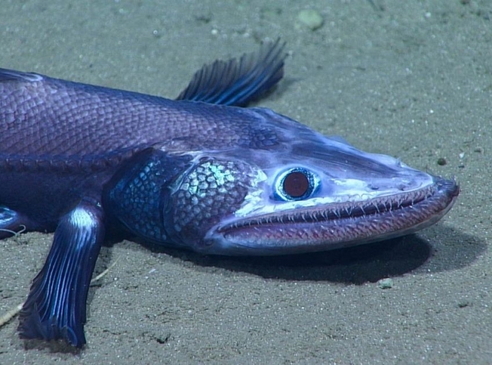 Who’s Afraid of the Dark? Follow a NOAA Expedition into the Deep Sea