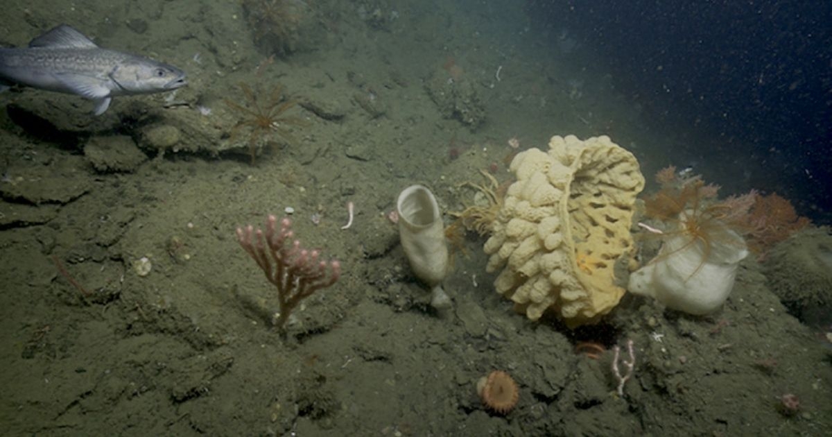 New Underwater Camera Records Stunning 4K Video of Deep-Sea Animals and Habitats