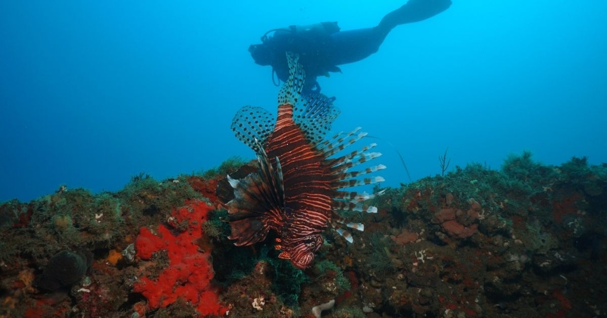A New Study Outlines the Do’s and Don’ts of Managing Invasive Lionfish