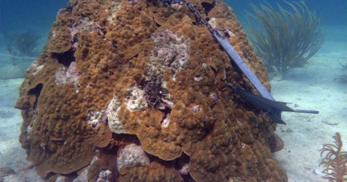 NOAA Releases Proposal to Restore Protected Florida Keys Habitats