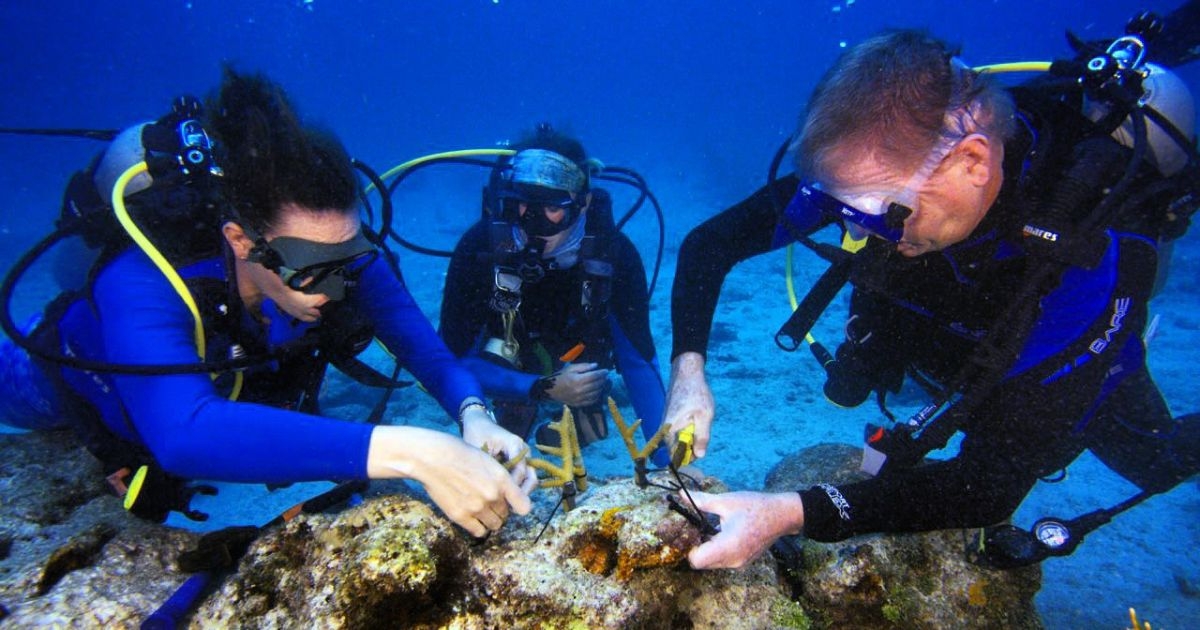 Military Veterans, Students and Scientists Come Together to Save Coral Reefs