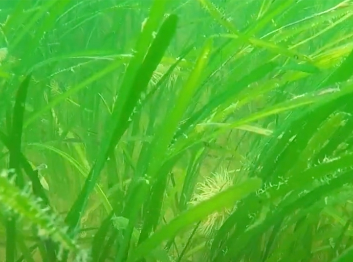 New Mapping Tools Helping to Protect Seagrass