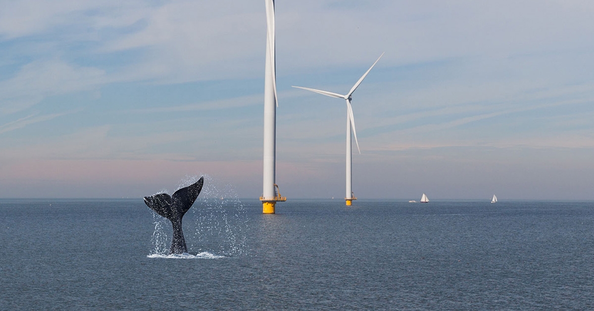 Whale-Protecting Ocean Drones Accelerate Offshore Wind
