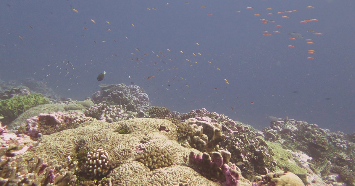 Digital Reefs Awarded $5 million in Funding from NSF