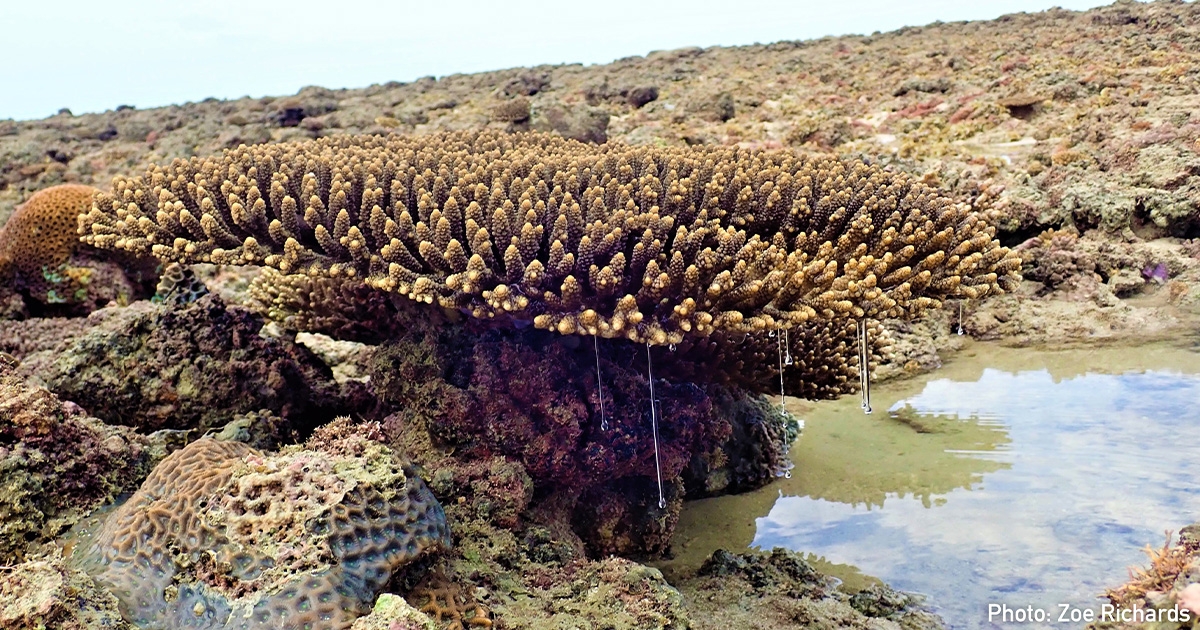 DNA Reveals the Past and Future of Coral Reefs