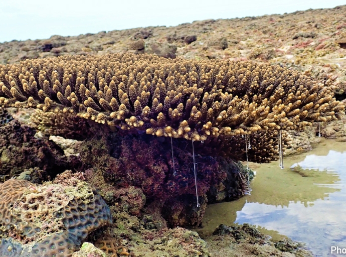 DNA Reveals the Past and Future of Coral Reefs