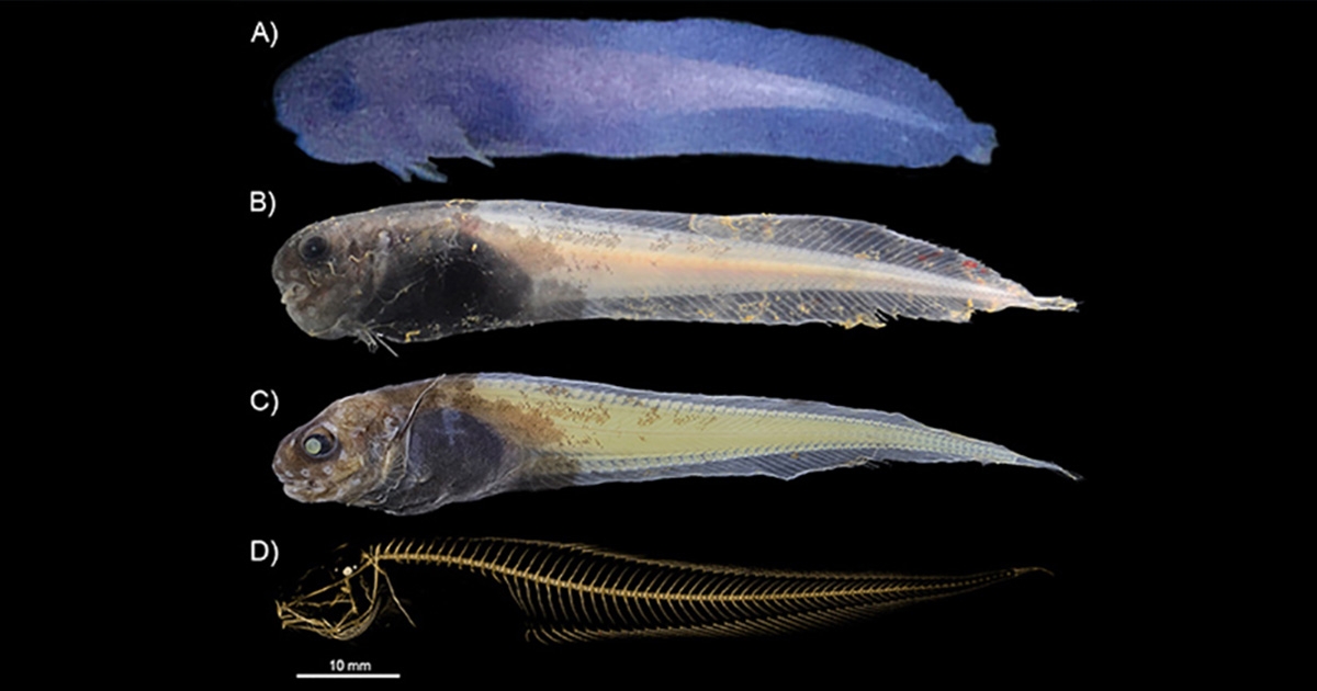 A New Species of Deep-Sea Fish Discovered in the Atacama Trench
