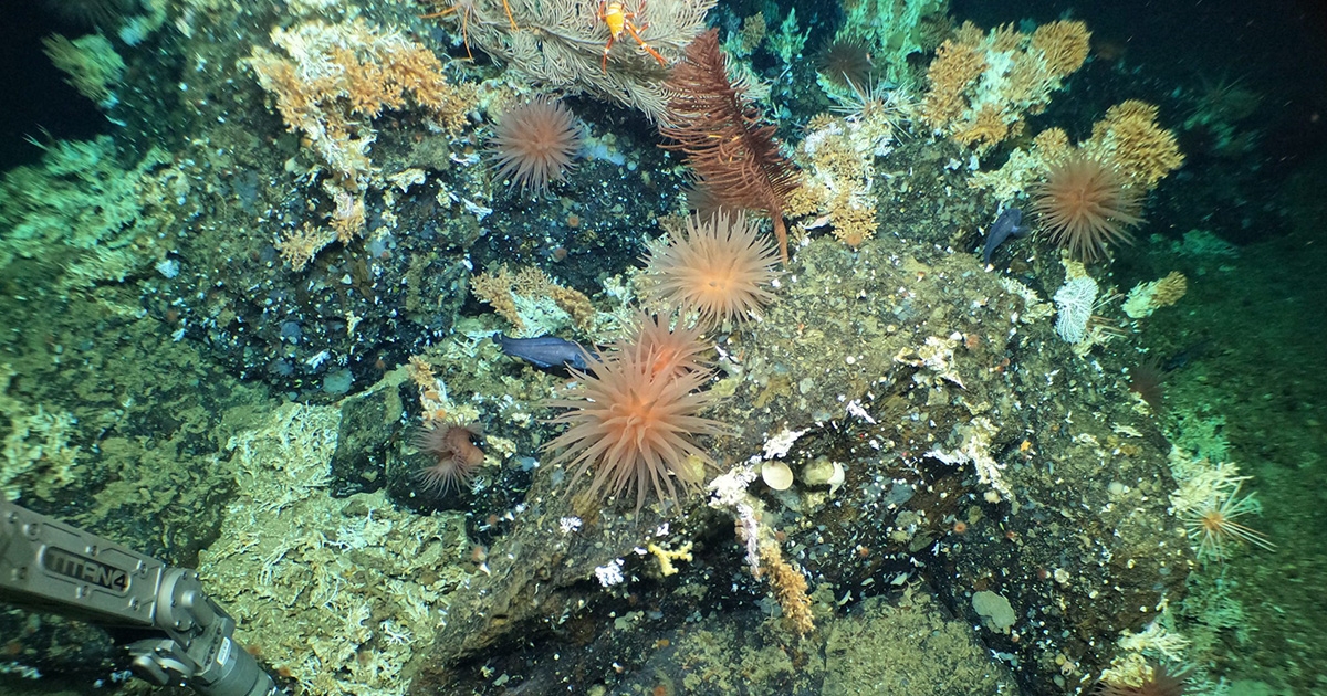 Scientists Discover Pristine Deep-Sea Coral Reefs in the Galápagos Marine Reserve