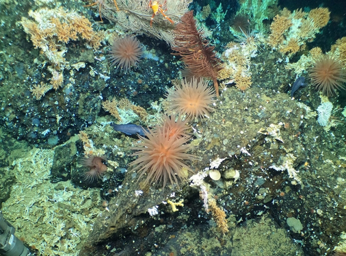 Scientists Discover Pristine Deep-Sea Coral Reefs in the Galápagos Marine Reserve