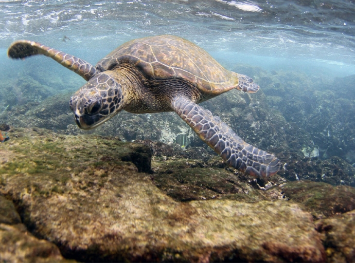 New Critical Habitat for Green Sea Turtles Proposed