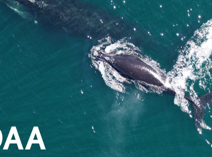 $82 Million in Funding for Endangered North Atlantic Right Whales