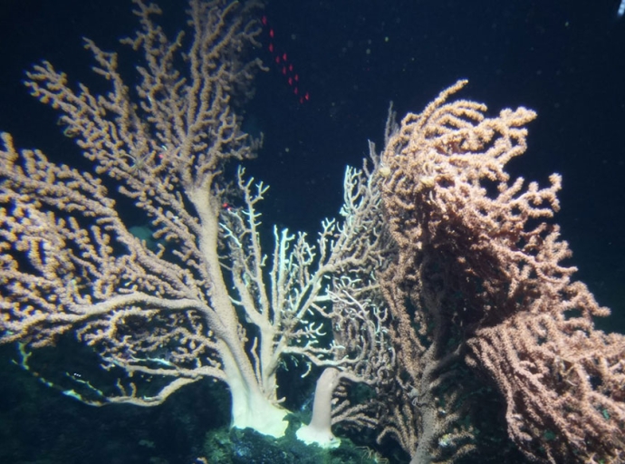 Deep Sea Sensor Reveals that Corals Produce Reactive Oxygen Species