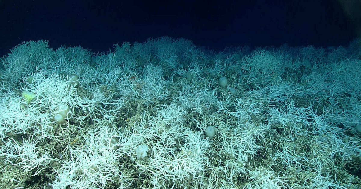 Multi-Partner Mapping Effort Reveals Largest Known Deep-Sea Coral Reef Habitat