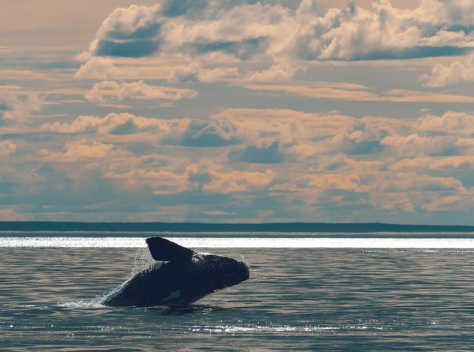 BOEM and NOAA Announce Final North Atlantic Right Whale and Offshore Wind Strategy