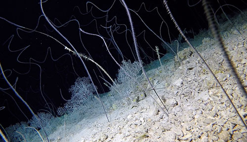 SVSLeft 30023 SPT01 D8 2 wire corals and sea fans c Nekton and XL Catlin Deep Ocean Survey
