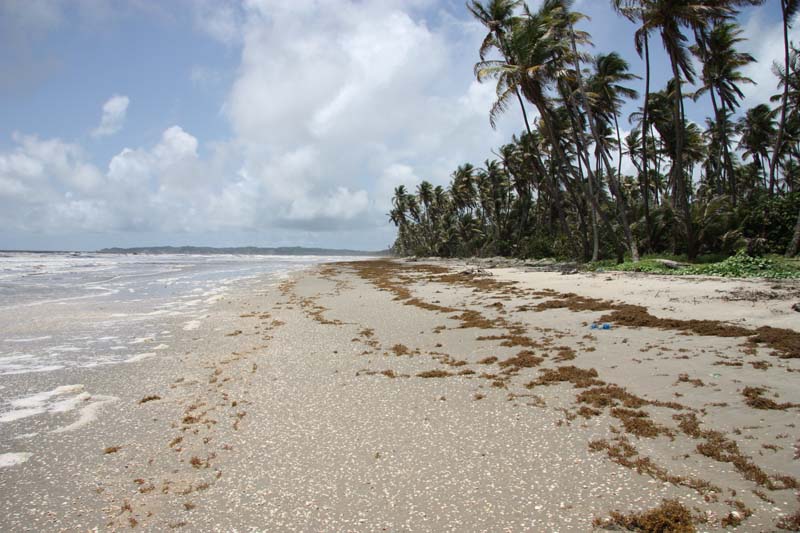 Trinidad coastline