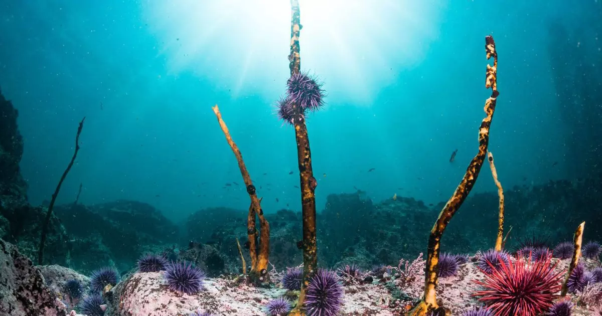 New Study Uncovers Unprecedented Declines in Iconic Kelp Forests along Monterey Peninsula, with Glimmers of Hope in Oregon and Mexico