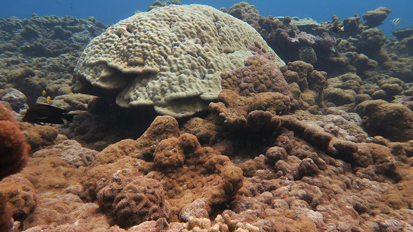 New Control Methods Can Help Protect Coral Reefs from Invasive Species ...
