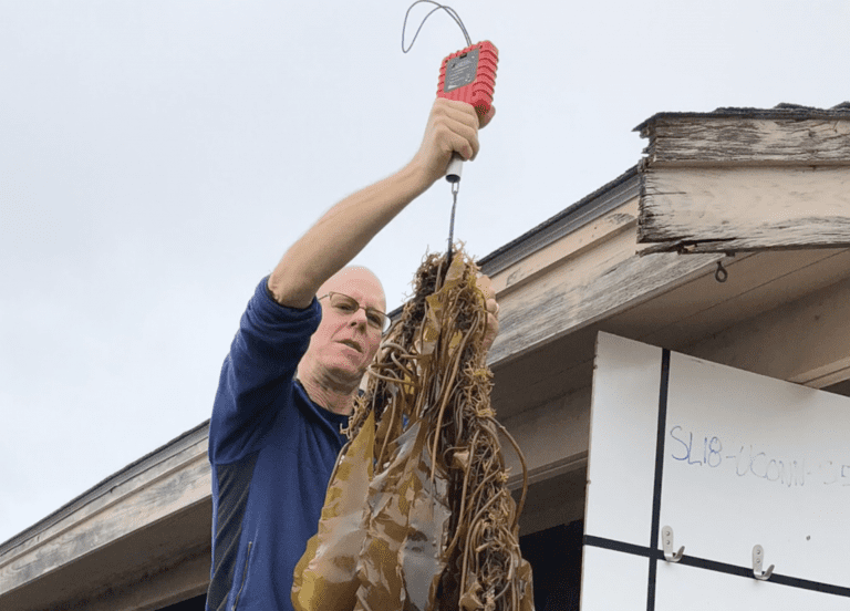 2 Scott weighing kelp 2019 768x552