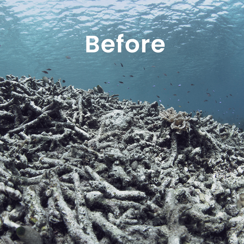 4 Before restored reef in Indonesia