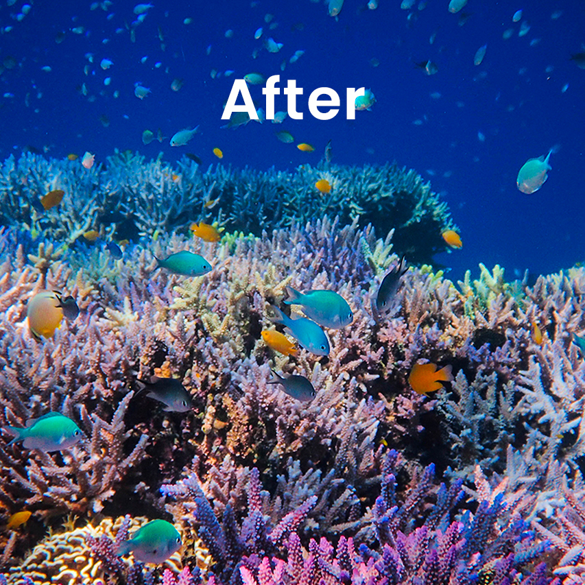5 After restored reef in Indonesia