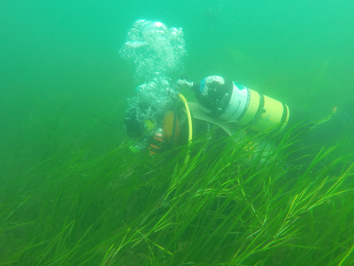 5 The team completed scientific dives on the seagrass bed