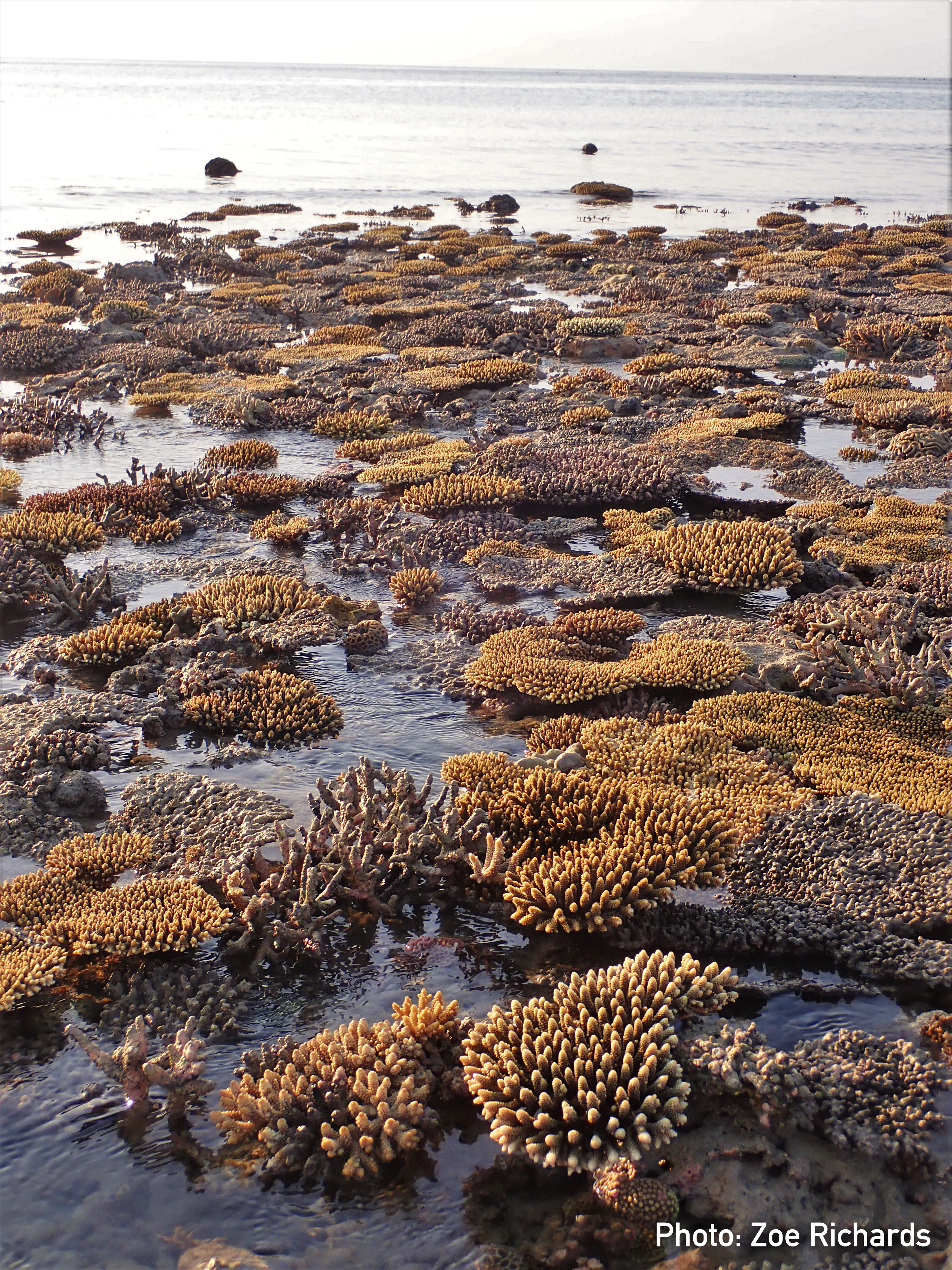 2 Acropora digitifera foreground exposed at low tide at Adele Island. Photo by Zoe Richards