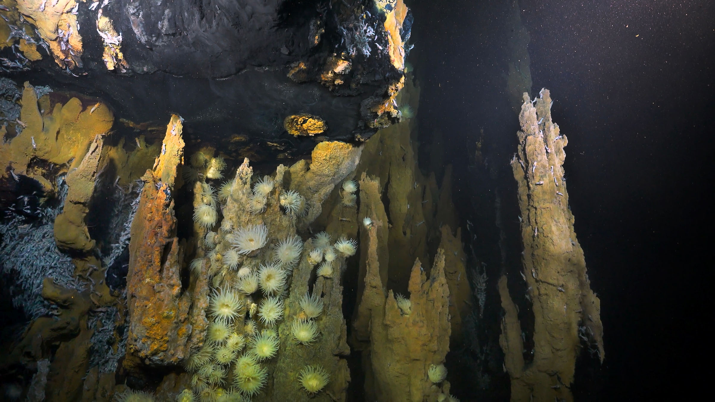 4 Within hydrothermal vents 