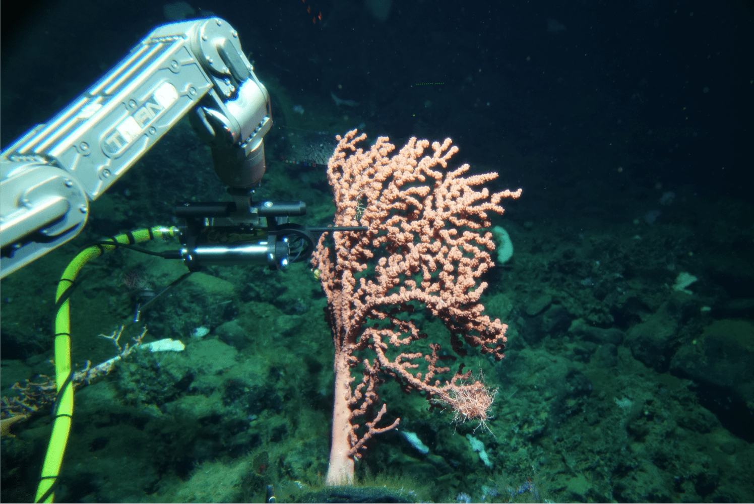 Deep Sea Sensor Reveals that Corals Produce Reactive Oxygen Species ...